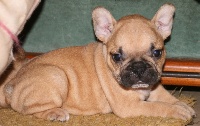 CHIOT Queue Fauve